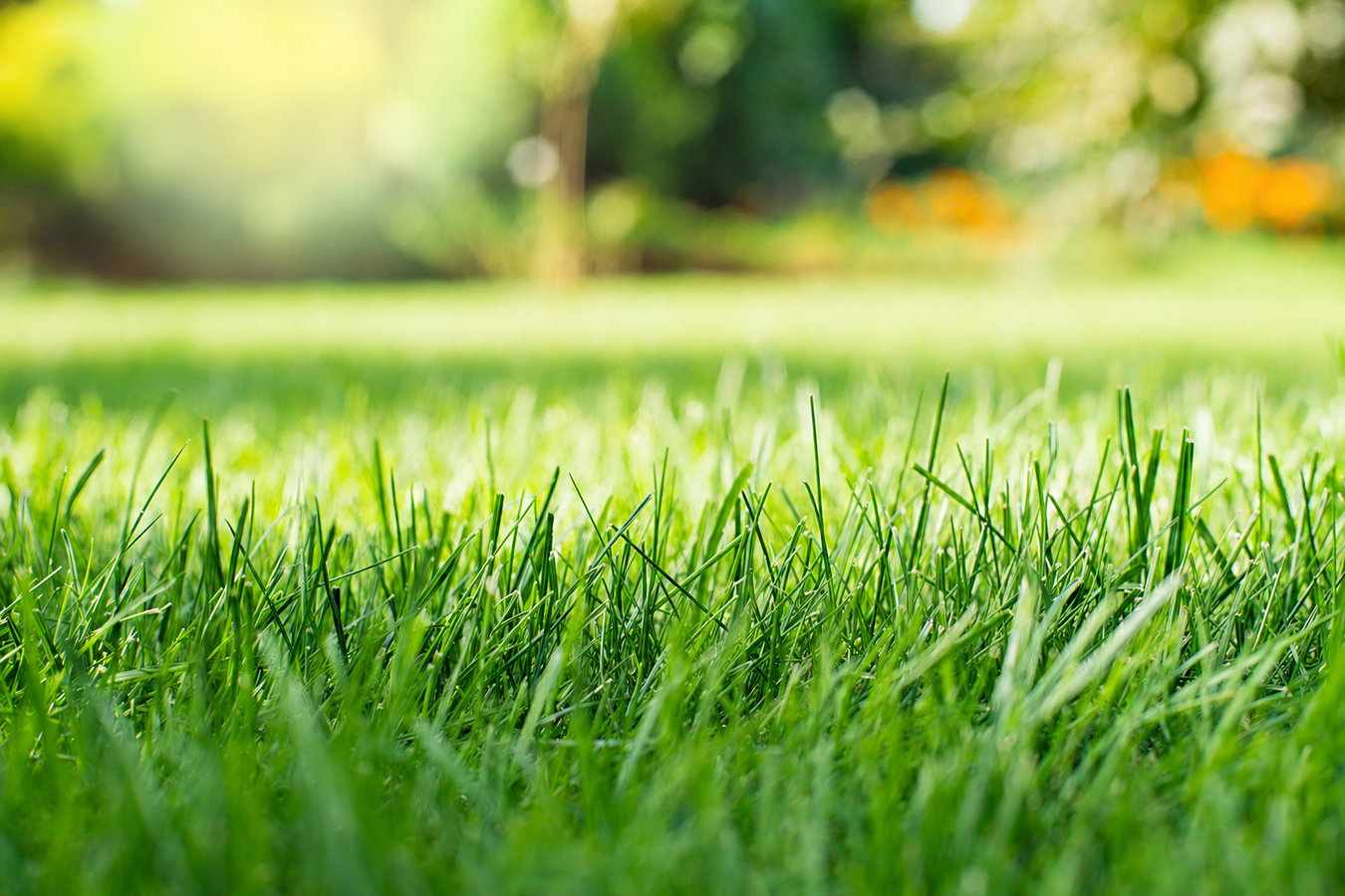 Drought-tolerant turf in McAllen, TX
